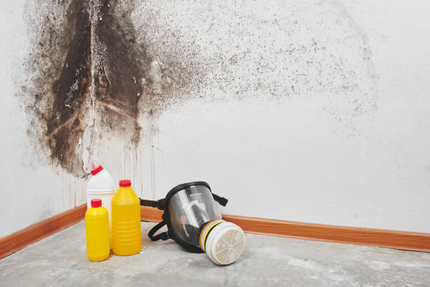 Best Industrial Mold Remediation in Pecan Grove, TX