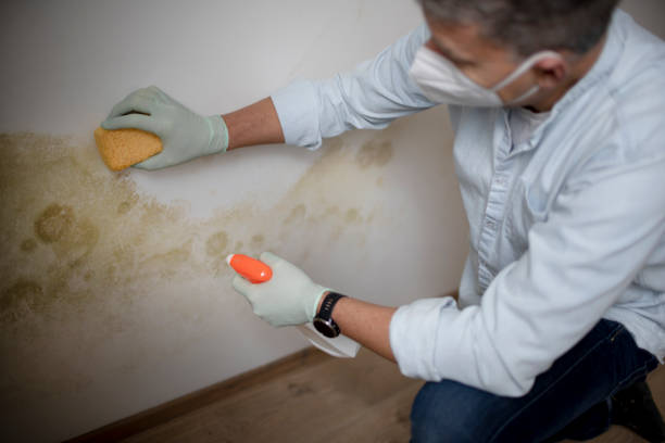 Best Mold Testing and Inspection Services in Pecan Grove, TX