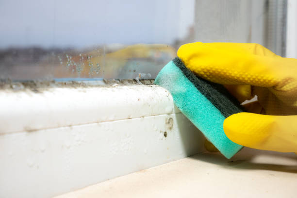Best Attic Mold Remediation in Pecan Grove, TX