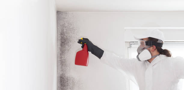 Best Kitchen Mold Remediation in Pecan Grove, TX