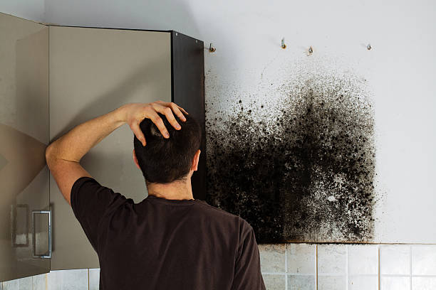 Best DIY Mold Remediation Support Services in Pecan Grove, TX