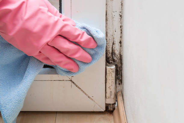 Best Attic Mold Remediation in Pecan Grove, TX